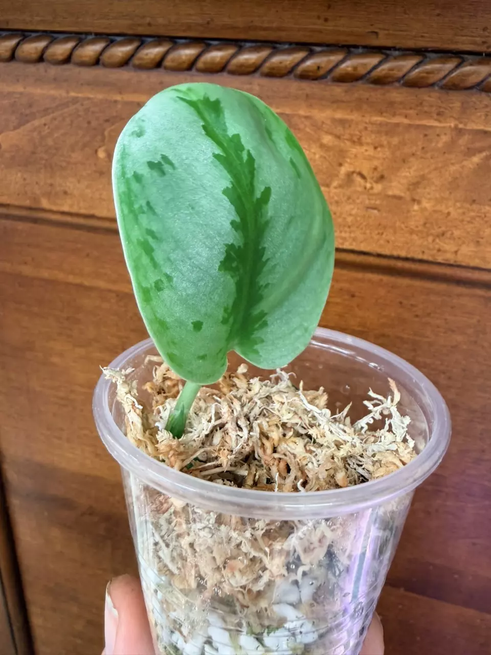 plant/Scindapsus Yupa-1