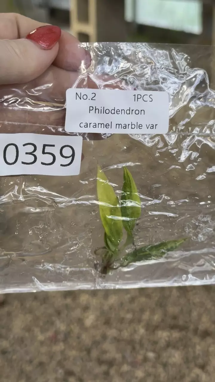 plant/PL0359: Variegated Caramel Mable-0