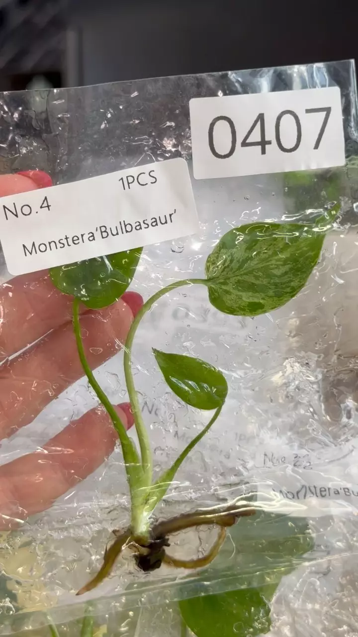 plant/PL0407: Monstera Bulbasaur-0