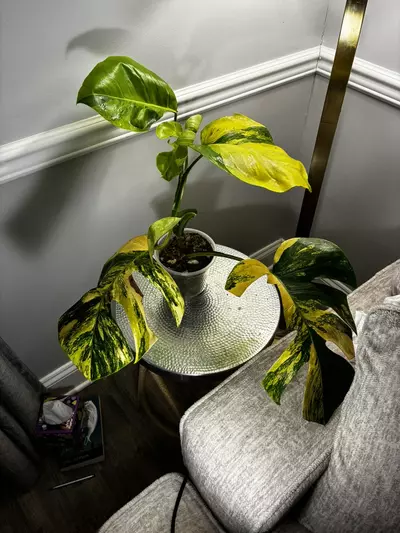 plant/Monstera Aurea-1-thumbnail