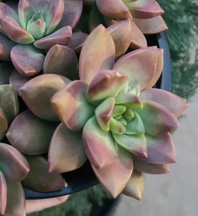 plant/Graptoveria California Sunset, 3”-0-thumbnail