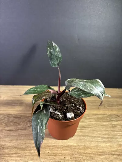 plant/Philodendron Pink Princess Marble 4” 2220-1-thumbnail