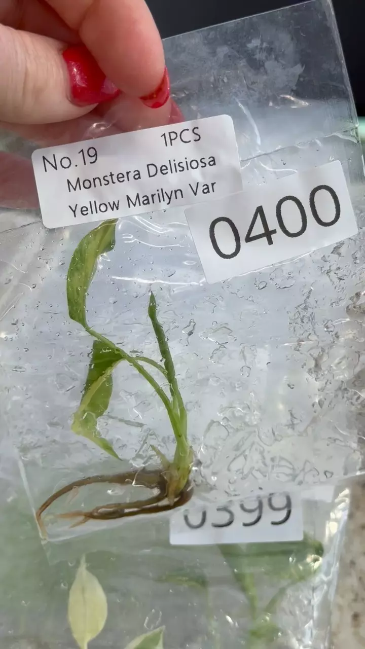 plant/PL0400: Monstera Marilyn Variegated-0