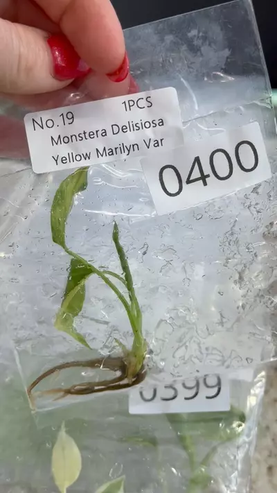 plant/PL0400: Monstera Marilyn Variegated-0-thumbnail