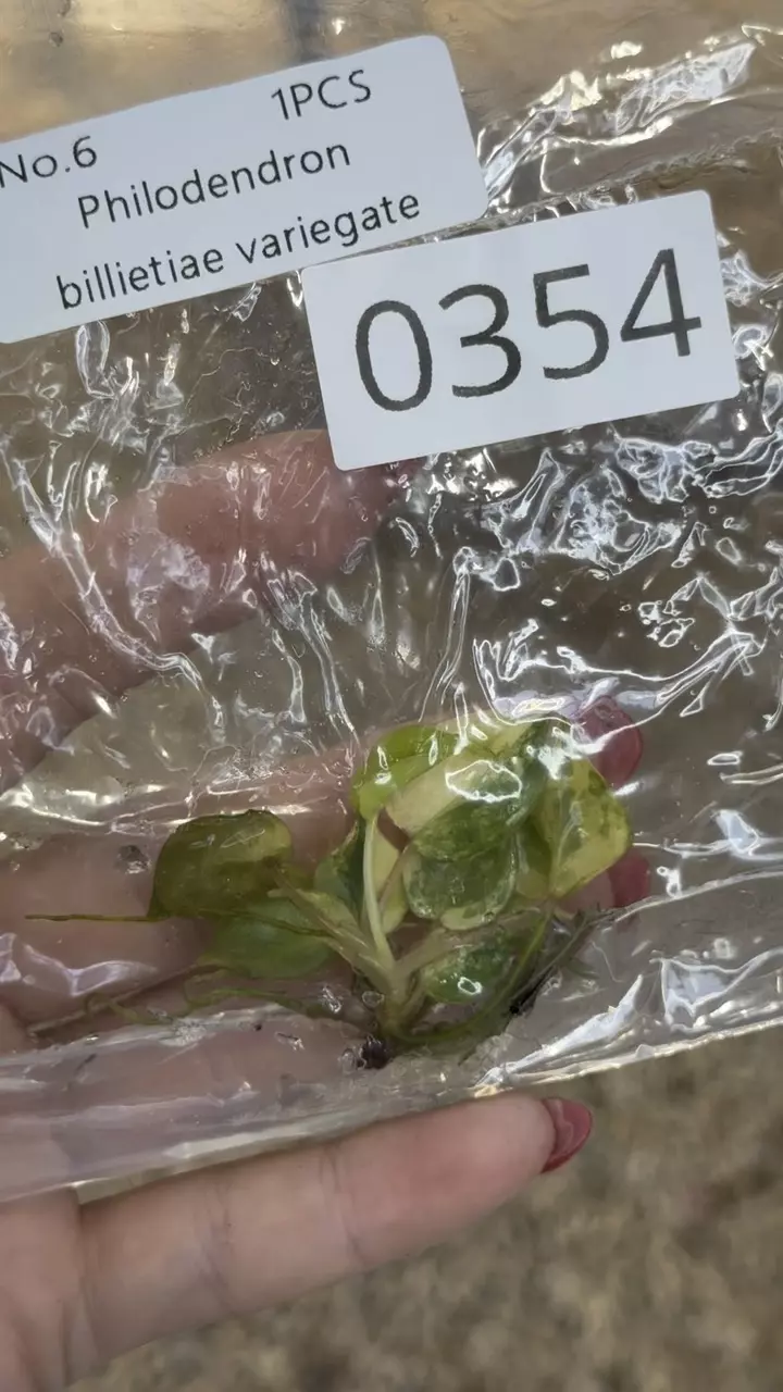 plant/PL0352: Variegated Billietiae-0