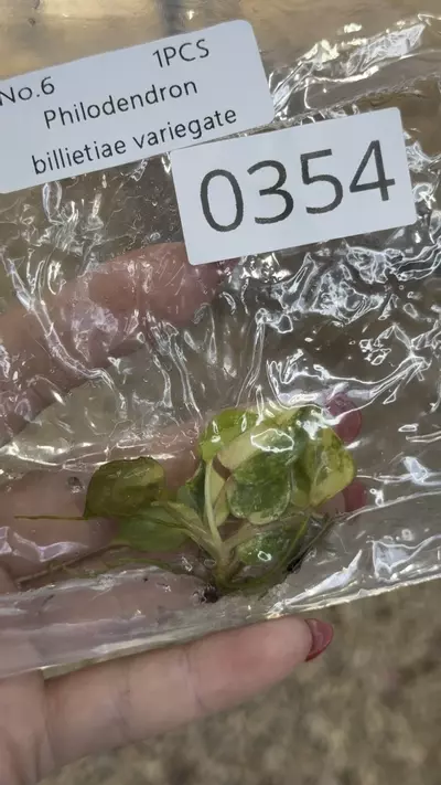 plant/PL0352: Variegated Billietiae-0-thumbnail