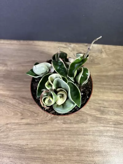 plant/Hoya Compacta Rope Variegated 4” 2209-2-thumbnail
