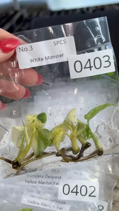 plant/PL0403: Monstera White Monster 5 pack-0-thumbnail