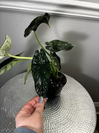 plant/Dragon Mint-3-thumbnail