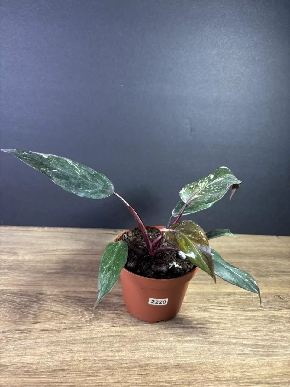 plant/Philodendron Pink Princess Marble 4” 2220-0