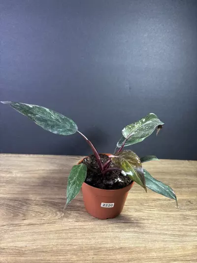 plant/Philodendron Pink Princess Marble 4” 2220-0-thumbnail