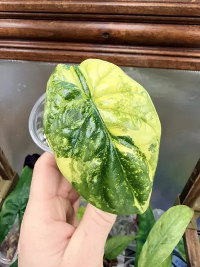 plant/Alocasia Sinuata Aurea-2-thumbnail