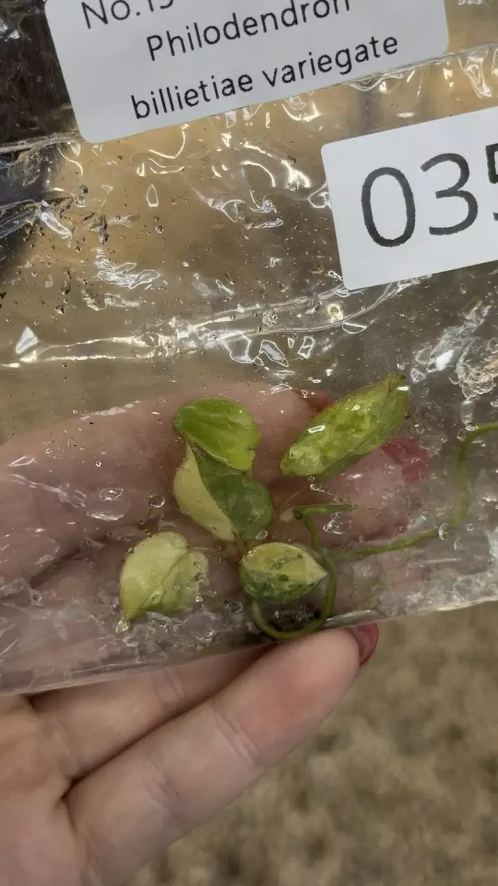 plant/PL0352: Variegated Billietiae-0