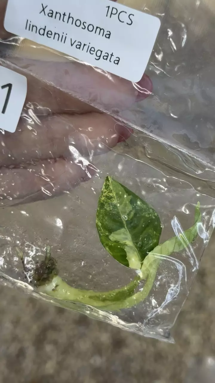 plant/PL0341: Lindenii Variegated-0