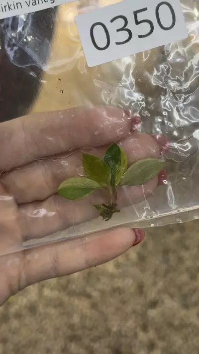 plant/PL0340: Variegated Birkin-0-thumbnail