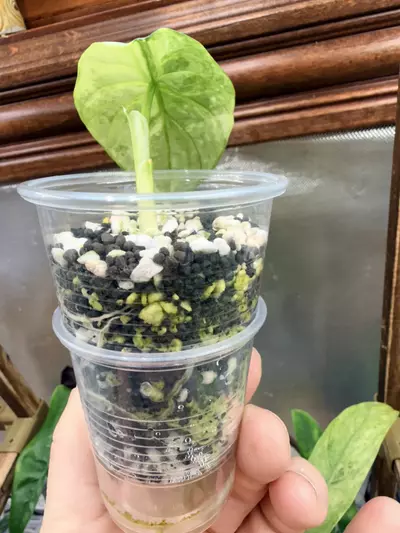 plant/Alocasia Sinuata Aurea-5-thumbnail