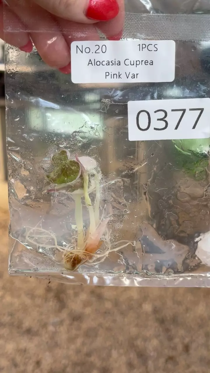 plant/PL0377: Cuprea PINK-0