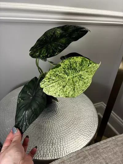 plant/Dragon Mint-0-thumbnail