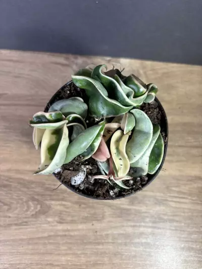 plant/Hoya Compacta Rope Variegated 4” 2207-1-thumbnail