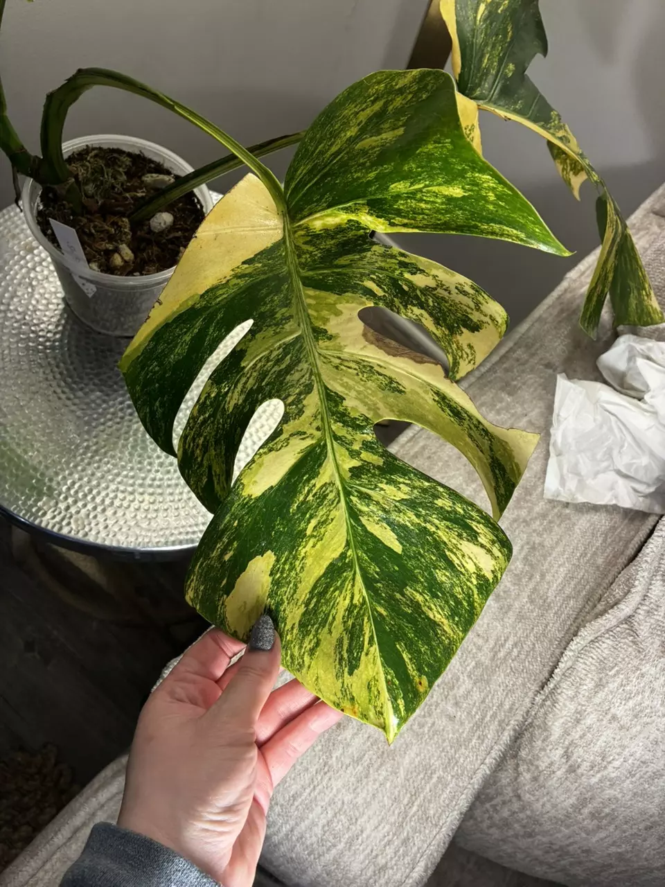 plant/Monstera Aurea-0