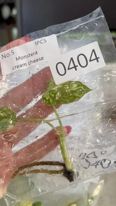 plant/PL0404: Monstera Cream Cheese-0-thumbnail