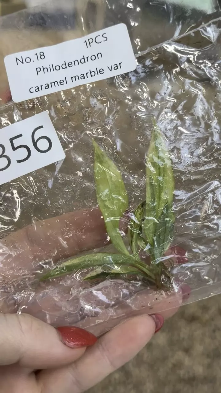 plant/PL0356: Variegated Caramel Marble-0