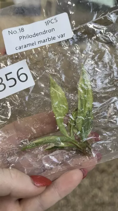 plant/PL0356: Variegated Caramel Marble-0-thumbnail