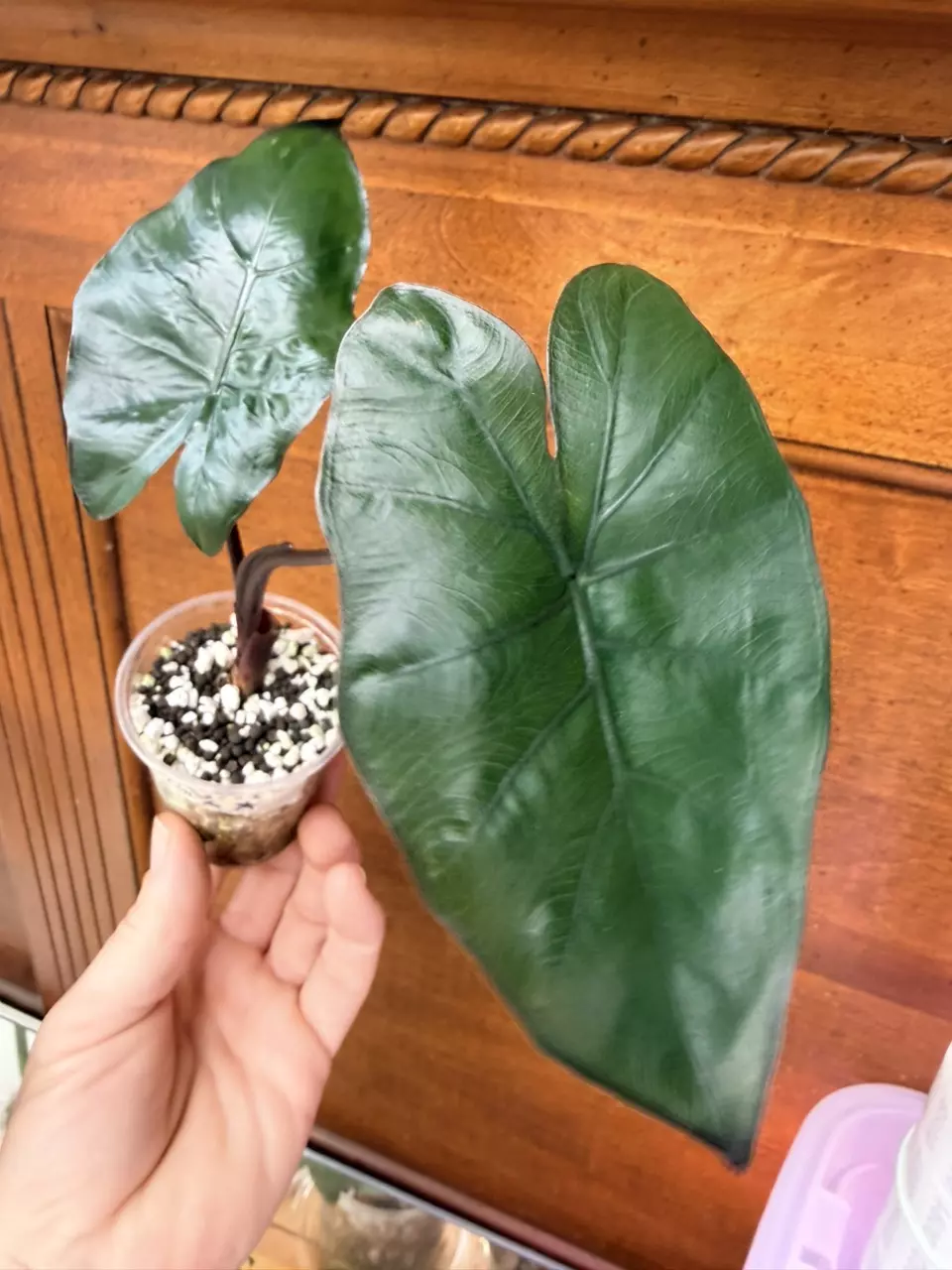 plant/Alocasia ‘dark star’-0