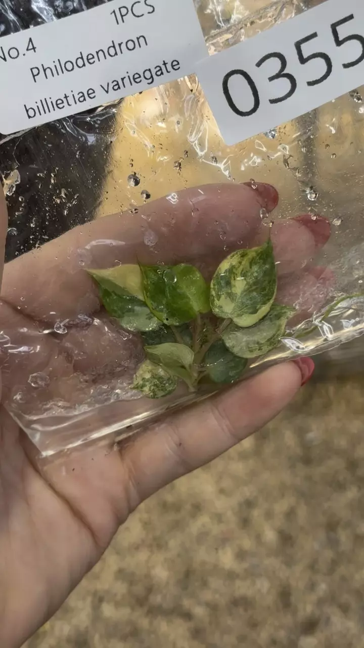 plant/PL0355: Variegated Billietiae-0