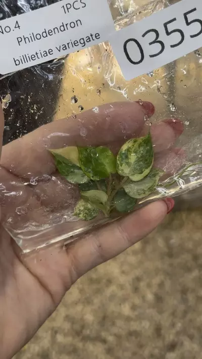 plant/PL0355: Variegated Billietiae-0-thumbnail