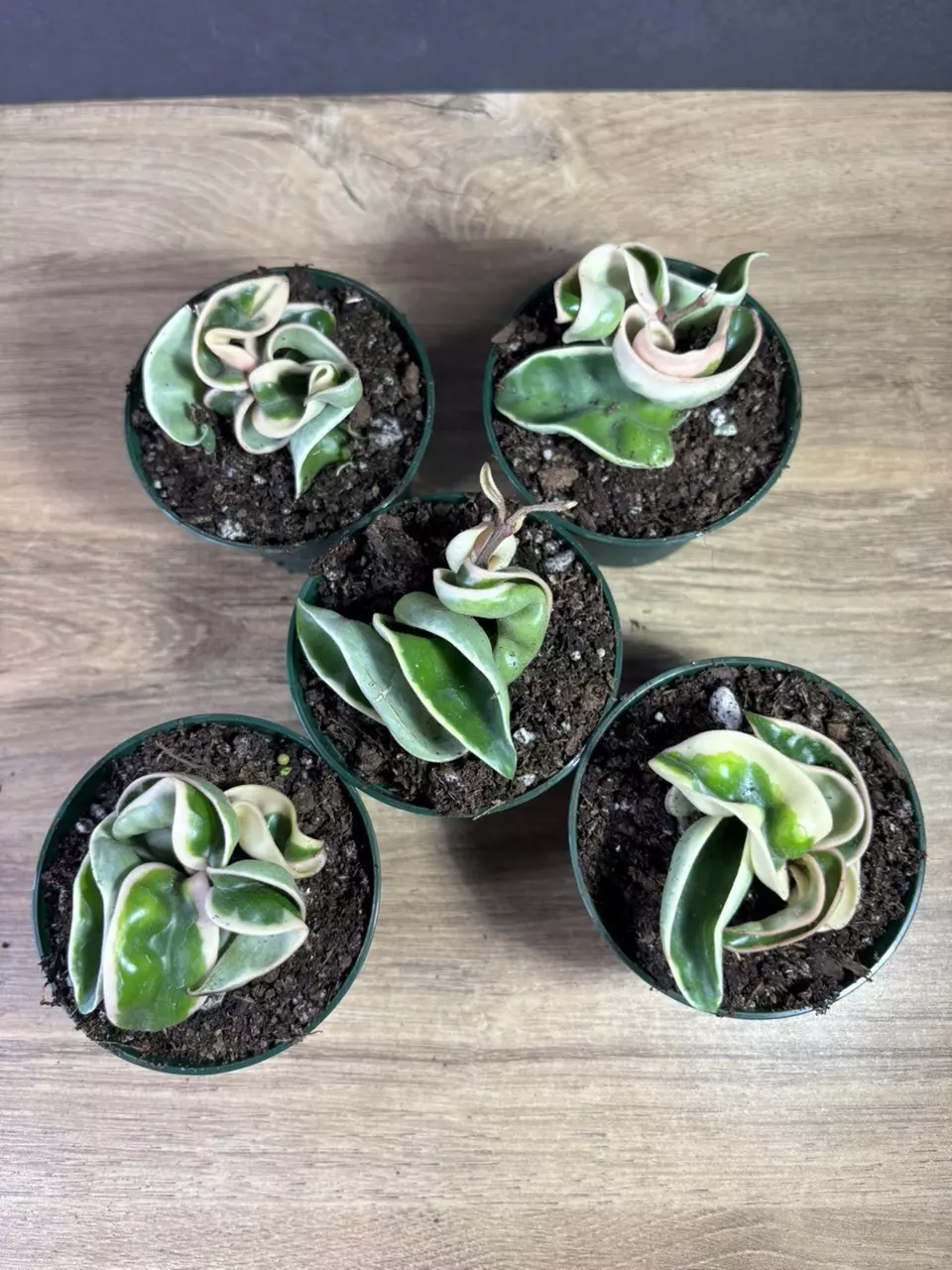 plant/Hoya Compacta Rope Variegated 3” - grower’s choice-3