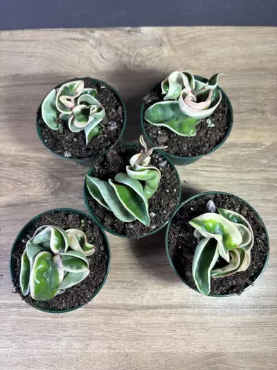 plant/Hoya Compacta Rope Variegated 3” - grower’s choice-3-thumbnail