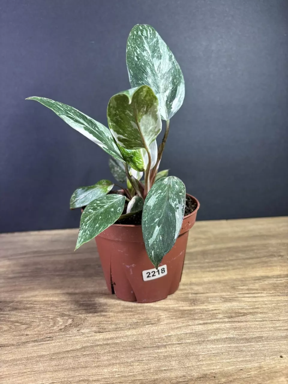 plant/Philodendron Pink Princess Marble 4” 2218-0