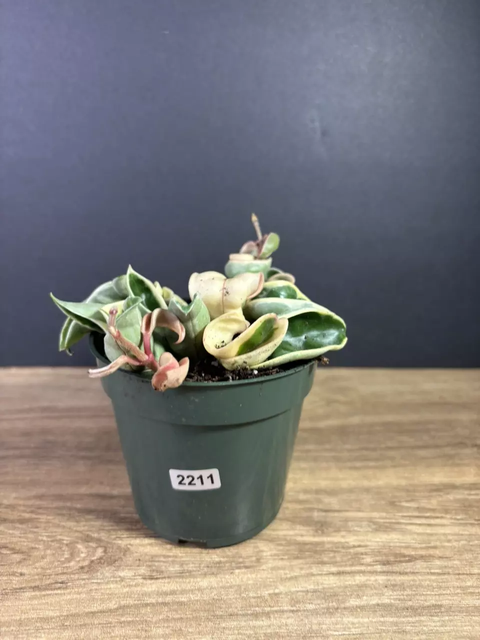 plant/Hoya Compacta Rope Variegated 4” 2211-0