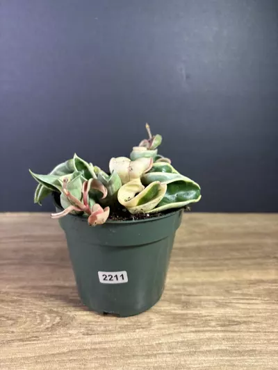 plant/Hoya Compacta Rope Variegated 4” 2211-0-thumbnail