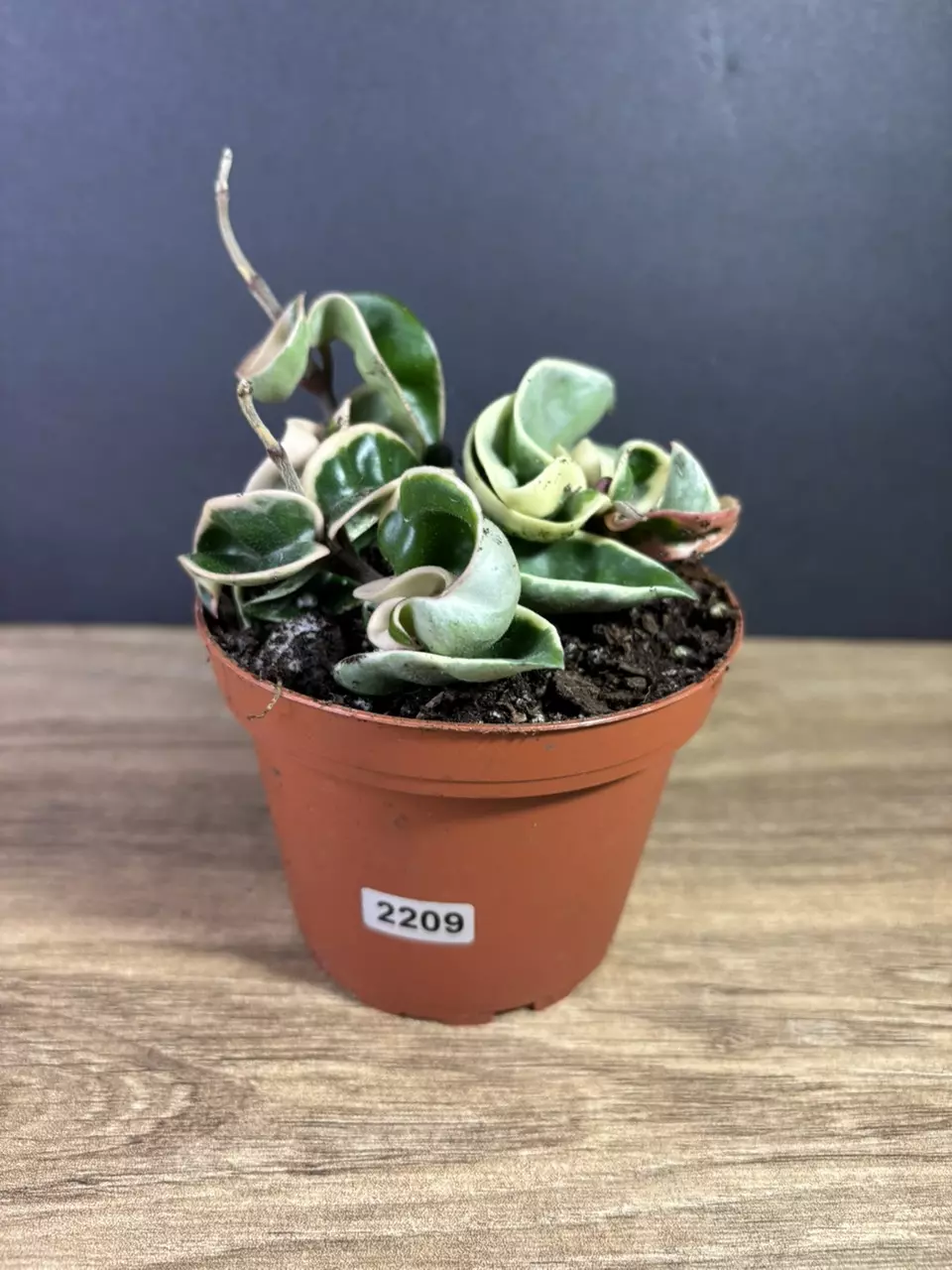 plant/Hoya Compacta Rope Variegated 4” 2209-0