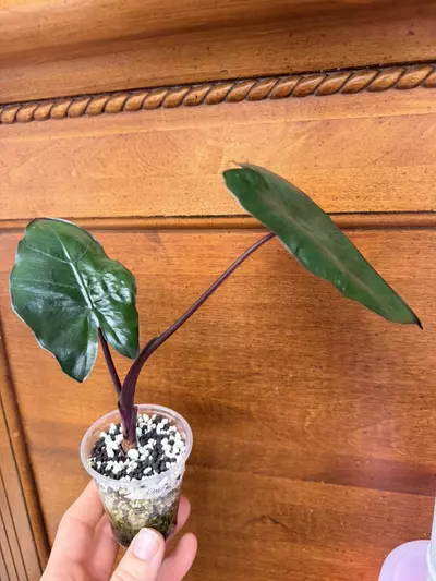 plant/Alocasia ‘dark star’-1-thumbnail