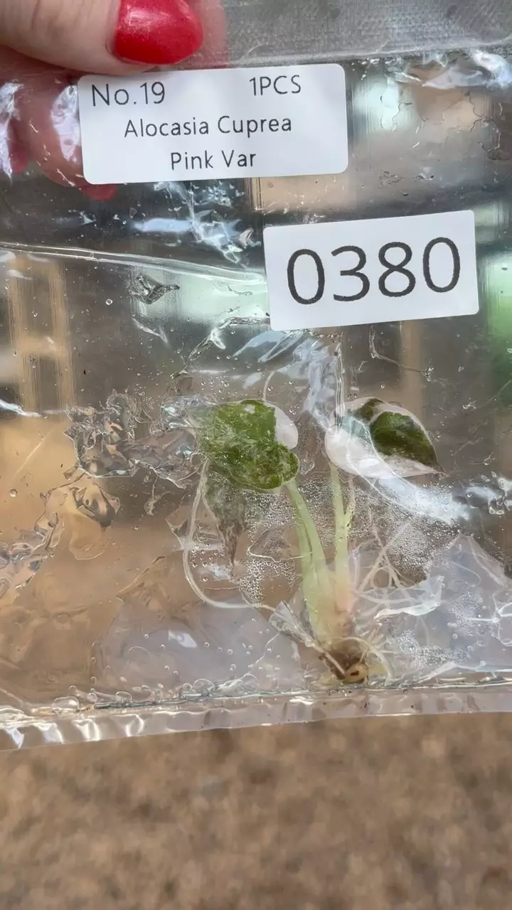 plant/PL0380: Cuprea PINK-0