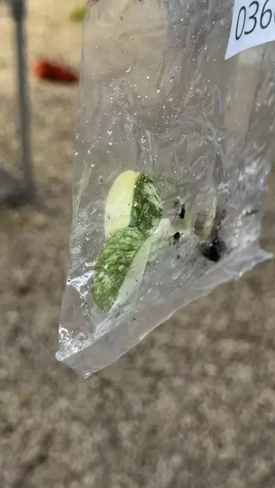 plant/PL0360: Mint Monstera-0-thumbnail