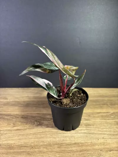 plant/Philodendron Pink Princess Marble 4” 2215-2-thumbnail