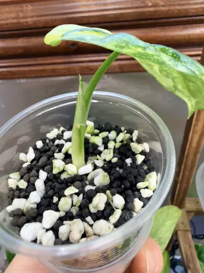 plant/Alocasia Sinuata Aurea-3-thumbnail