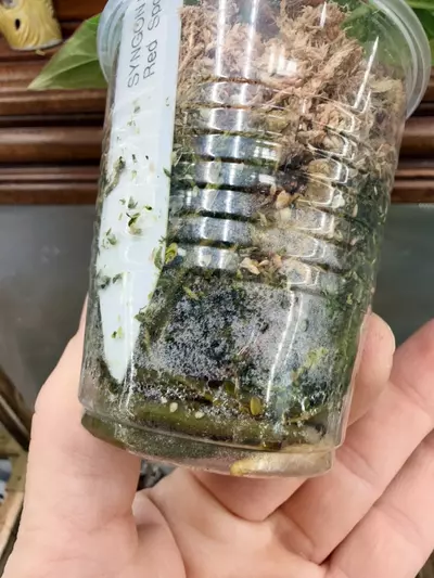 plant/Syngonium Red Spot Tricolor💕-4-thumbnail