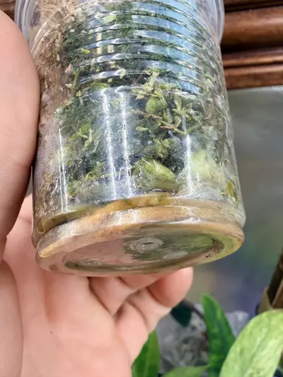 plant/Syngonium Red Spot Tricolor💕-5-thumbnail