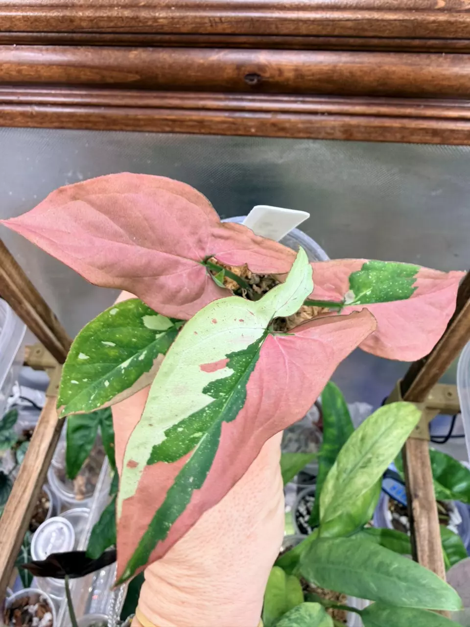 plant/Syngonium Red Spot Tricolor💕-1