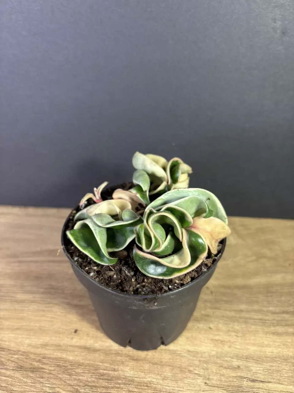 plant/Hoya Compacta Rope Variegated 4” 2207-2