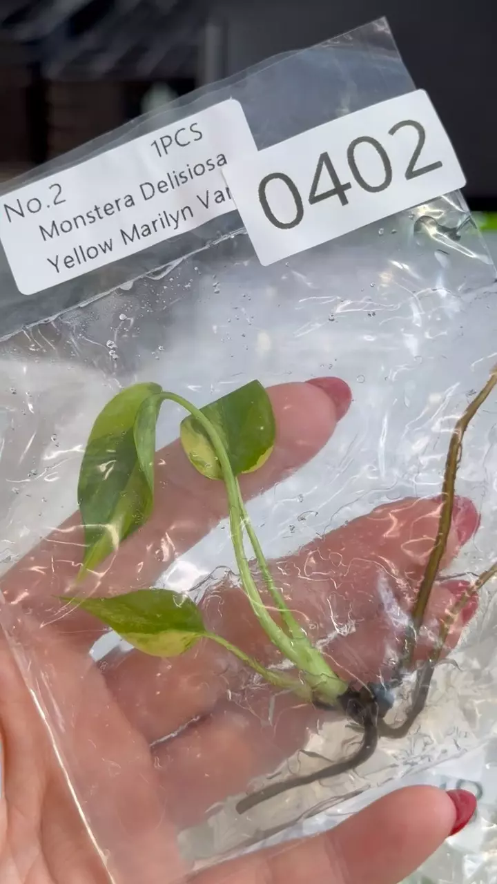 plant/PL0402: Monstera Marilyn Variegated-0