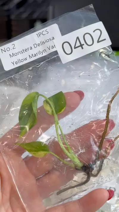 plant/PL0402: Monstera Marilyn Variegated-0-thumbnail