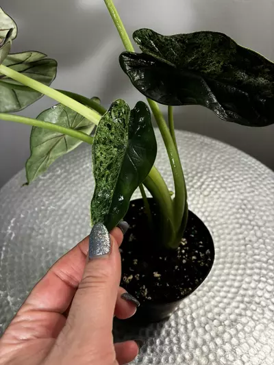 plant/Dragon Mint-4-thumbnail