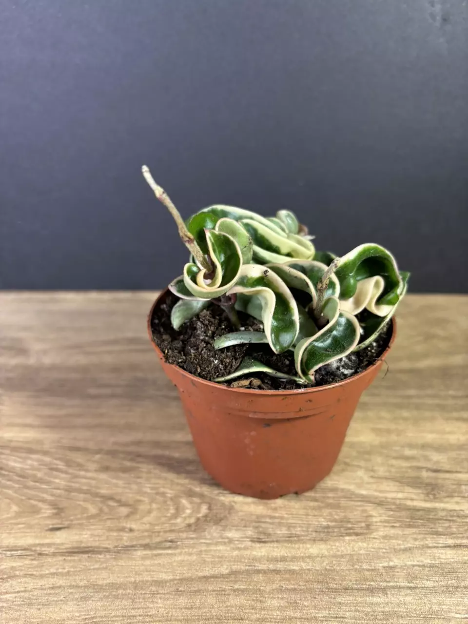 plant/Hoya Compacta Rope Variegated 4” 2209-3