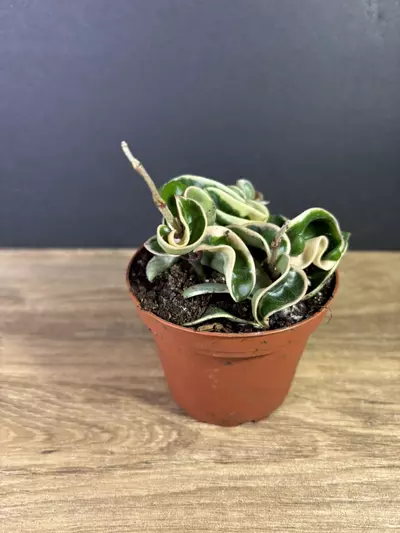plant/Hoya Compacta Rope Variegated 4” 2209-3-thumbnail